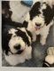 Poodle Puppies for sale in Bastrop, Texas. price: $800