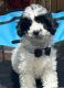 Poodle Puppies for sale in Baldwin, New York. price: $500