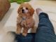 Poodle Puppies for sale in Kittanning, Pennsylvania. price: $1,700