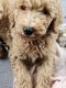 Poodle Puppies for sale in Half Way, Missouri. price: $1,500