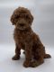 Poodle Puppies for sale in Sacramento, California. price: $1,000