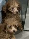 Poodle Puppies for sale in Clarksville, Tennessee. price: $1,000