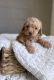 Poodle Puppies for sale in Oklahoma City, Oklahoma. price: NA