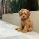 Poodle Puppies for sale in Mumbai, Maharashtra. price: 85,000 INR