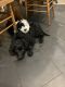 Poodle Puppies for sale in Fresno, California. price: $2,000