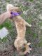 Poodle Puppies for sale in Navasota, Texas. price: $200