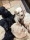 Poodle Puppies for sale in The Woodlands, Texas. price: $500