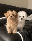 Poodle Puppies for sale in California City, California. price: $500