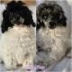 Poodle Puppies for sale in Coolidge, Arizona. price: $900