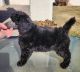 Poodle Puppies for sale in Sanford, Colorado. price: $80,000