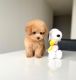 Poodle Puppies for sale in Los Angeles, California. price: $1,000