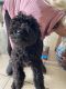 Poodle Puppies for sale in Fontana, California. price: $70,000