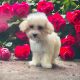Poodle Puppies for sale in San Jose, California. price: $800