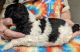 Poodle Puppies for sale in Lebanon, OR 97355, USA. price: $1,200