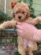 Poodle Puppies for sale in Sacramento, California. price: $600