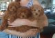 Poodle Puppies for sale in Staten Island, NY 10312, USA. price: $3,000