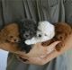 Poodle Puppies for sale in Kansas City, Missouri. price: $400