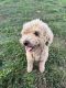 Poodle Puppies for sale in Winchester, TN 37398, USA. price: NA