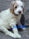 Poodle Puppies for sale in Sioux Falls, South Dakota. price: NA