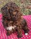 Poodle Puppies for sale in Stafford, Virginia. price: $1,000