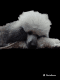 Poodle Puppies for sale in Kennerdell, Pennsylvania. price: $2,500