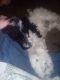 Poodle Puppies for sale in New Castle, Indiana. price: $450