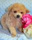 Poodle Puppies for sale in Joliet, IL, USA. price: $500
