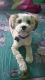 Poodle Puppies for sale in El Paso, TX, USA. price: NA