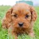 Poodle Puppies for sale in Buffalo, NY, USA. price: NA