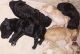 Poodle Puppies for sale in Brooksville, FL 34601, USA. price: $825