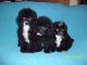 Poodle Puppies for sale in Joliet, IL, USA. price: $400