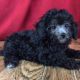 Poodle Puppies for sale in Canton, OH, USA. price: NA