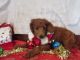 Poodle Puppies for sale in Brooksville, FL 34601, USA. price: $2,000
