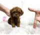 Poodle Puppies for sale in NC-54, Burlington, NC 27215, USA. price: NA