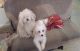 Poodle Puppies for sale in Bronx, NY, USA. price: NA