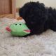 Poodle Puppies for sale in Navarre, OH 44662, USA. price: NA