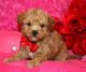 Poodle Puppies for sale in San Jose, CA 95113, USA. price: $600