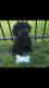 Poodle Puppies for sale in Bolingbrook, IL, USA. price: $200