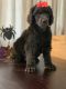 Poodle Puppies for sale in Fernley, NV, USA. price: NA