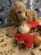 Poodle Puppies for sale in Alliance, OH 44601, USA. price: NA