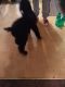 Poodle Puppies for sale in Syracuse, NY, USA. price: NA