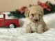 Poodle Puppies for sale in Belton, TX, USA. price: NA