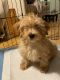 Poodle Puppies for sale in East Village, New York, NY, USA. price: $2,000