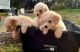 Poodle Puppies for sale in Graham, NC, USA. price: NA