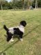 Poodle Puppies for sale in Spring Valley, NY, USA. price: NA