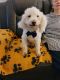 Poodle Puppies for sale in Mansfield, TX 76063, USA. price: $350