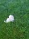 Poodle Puppies for sale in Bensalem, PA 19020, USA. price: NA