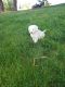 Poodle Puppies for sale in Bensalem, PA 19020, USA. price: NA
