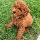 Poodle Puppies for sale in 53 Eldred St, Lexington, MA 02420, USA. price: NA