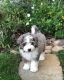 Poodle Puppies for sale in El Paso, TX, USA. price: NA
